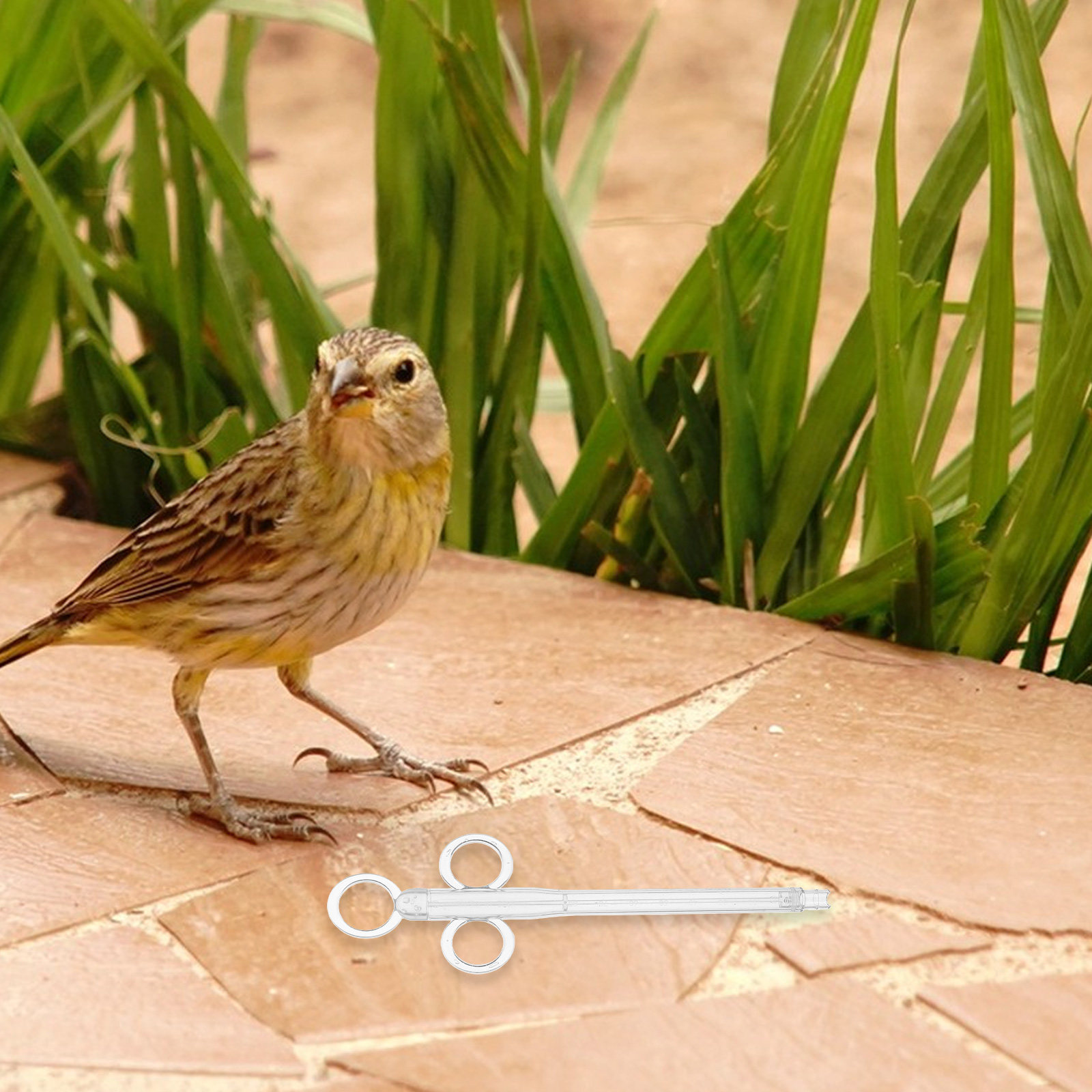 Baby Food Youtube - 2Pcs Small Pet Manual Feeding Syringe