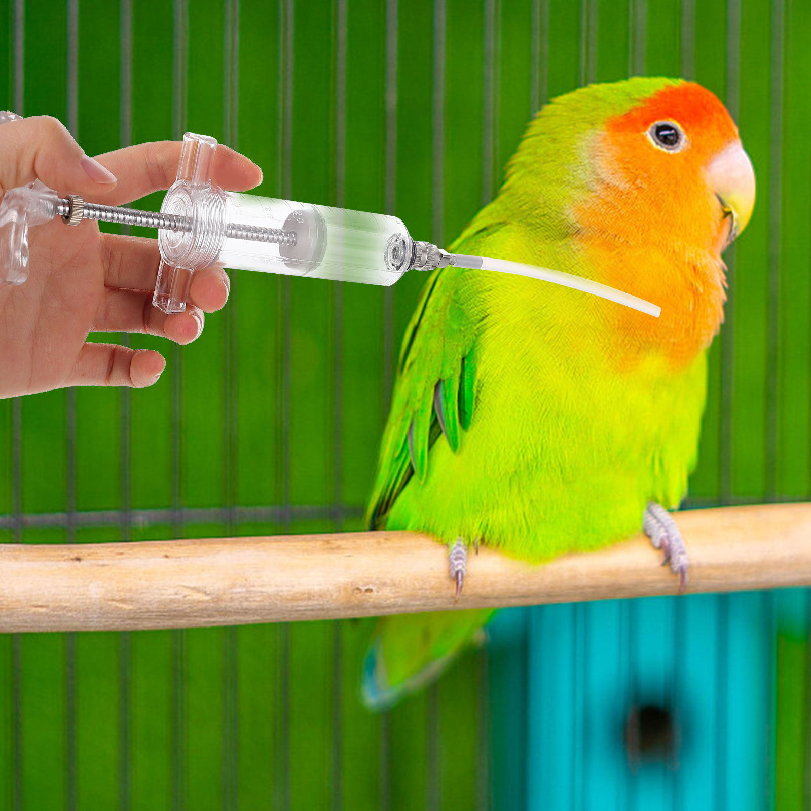 1Set Baby Bird Feeding Budgie  - Baby Food Youtube recension och pris