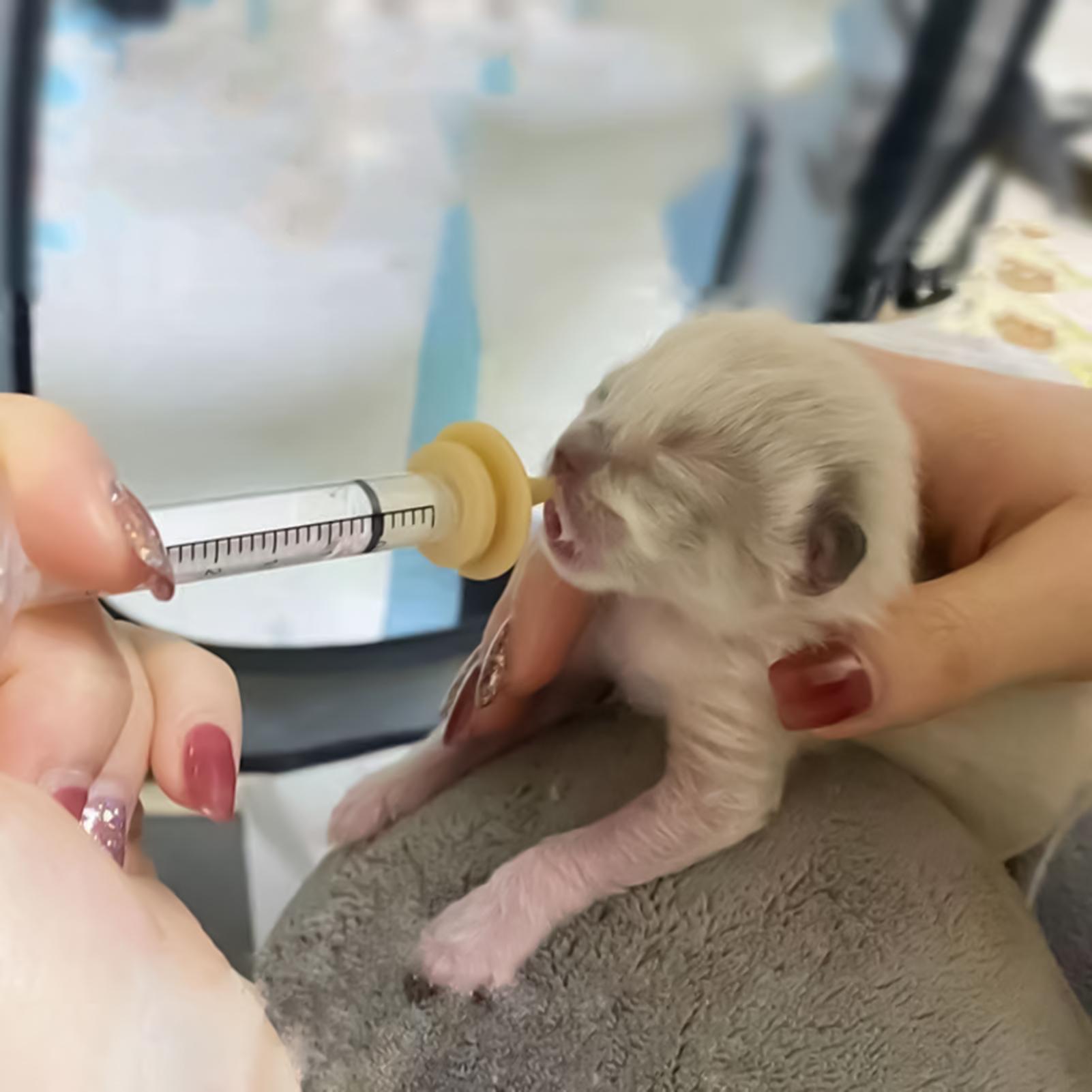 Baby Bird Feeding Syringe Reus - Baby Food Youtube recension och pris